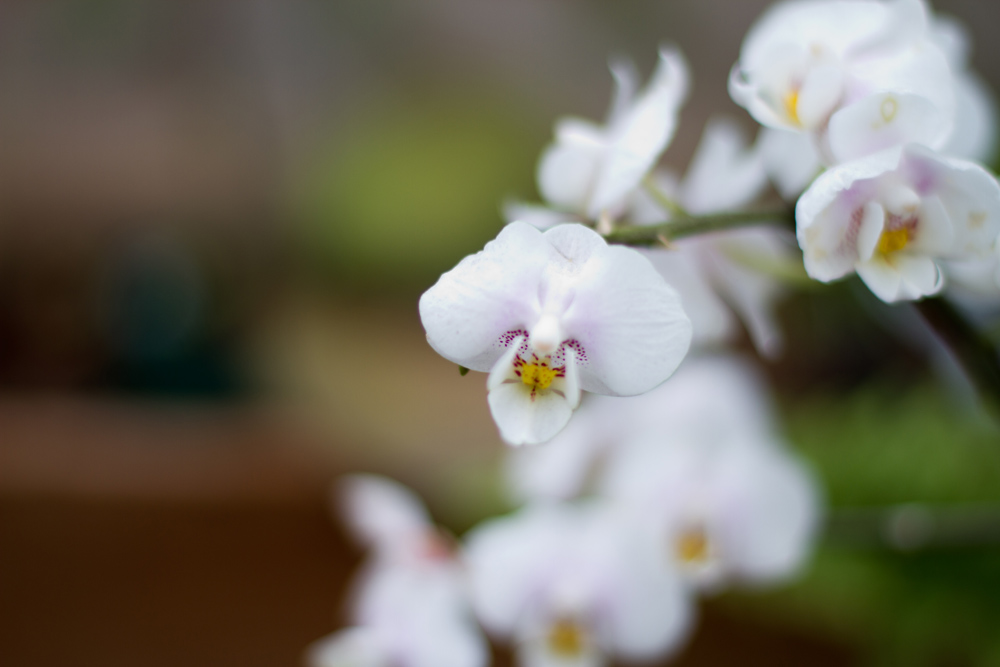 White Orchids by Stephanie O